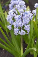 Hyacinthus orientalis 'Myosotis', a fragrant heirloom hyacinth dating back to 1896, with light blue flowers borne in March and April.