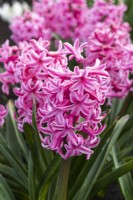 Hyacinthus orientalis 'Eros', a fragrant oriental hyacinth with rich pink flowers borne in March and April.