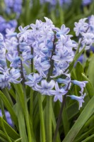 Hyacinthus orientalis 'Grande Monarque', a fragrant heritage oriental hyacinth with pale blue flowers borne in March and April.