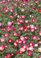 Eschscholzia californica, autumn September
