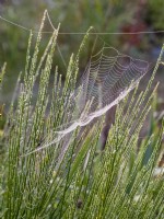 Araneus diadematus - Dewy Garden spider web on broom leaves