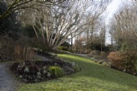 A lawned area leads up to steps to a stone circle with a clump of Betula ermanii Grayswood Hill on left and snowdrops flowering in flowerbeds. The Garden House, Yelverton, Devon