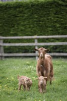 Golden Guernsey goat with her kids in paddock in May