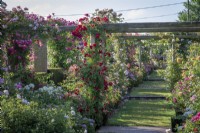 General view of the Long Garden at David Austin Roses with Rosa 'Rambling Rosie' syn. 'Horjasper' in the foreground