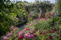 General view of the Long Garden at David Austin Roses