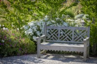 Wooden bench surrounded by Rosa 'Kew Gardens' syn. 'Ausfence' AGM