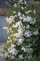 Rosa 'Felicite Perpetue' growing on a pergola