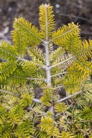 Abies nordmanniana subsp. nordmanniana 'Golden Spreader' - Caucasian fir foliage