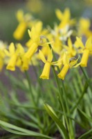 Narcissus 'Mite' - Daffodil