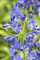 Agapanthus africanus, African blue lily, bears tall stiff stems carrying masses of blue flowers from July.
