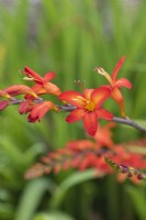 Crocosmia  'Lucifer', montbretia, a tall perennial with sprays of bright red flowers from July.