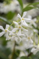 Trachelospermum jasminoides, star jasmine, a vigorous medium-sized evergreen climber with glossy dark green leaves  and clusters of very fragrant white flowers.