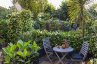 A small dining area sheltered by a hedge and arch of star jasmine, Trachelospermum jasminoides. Beyond, the garden is planted with exotic evergreens such as palms, a loquat, crocosmia and cordyline.