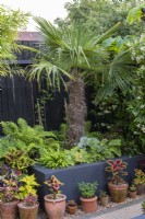 A raised bed is planted with ferns, coleus, persicaria and  a Chusan palm, Trachycarpus fortunei.