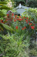 A central bed is planted with a clump of Crocosmia 'Lucifer'.