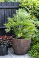 Dwarf fan palm, Chamaerops humilis 'Vulcano', in a pot.