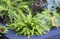 Small ferns add to the leafy mix in a raised bed.