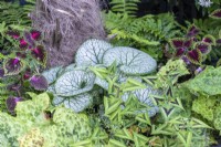 A raised bed is planted with ferns, persicaria, Brunnera macrophylla 'Jack Frost', Siberian bugloss; Podophyllum 'Spotty Dotty'; and Coleus  'Ruby Road'.