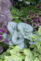 Brunnera macrophylla 'Jack Frost', Siberian bugloss, is planted between Coleus 'Ruby Road', ferns and persicaria.