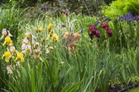 Yellow Iris x germanica - Bearded Iris, Blauwe Lis Bordeaux, Iris versicolor - Blue Flag in border in front yard garden in spring