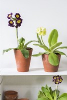 Mixed Auriculas in terracotta pots displayed on white painted flower stand