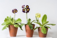 Auriculas in terracotta pots displayed on white painted shelf