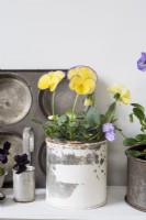 Yellow and purple Viola displayed in vintage kitchen tin