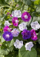 Ipomoea purpurea Early Call mix, range of colours shown as picked blooms, autumn September