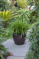A pot planted with Agapanthus africanus.