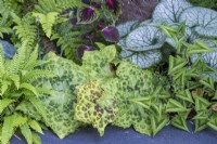 A raised bed is planted with Podophyllum versipelle 'Spotty Dotty', mayapple, in combination with ferns, persicaria, brunnera and coleus.