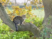 Tabby Cat - sitting on Oak branch