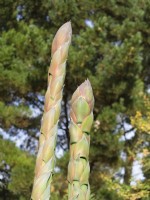 Agave montana flower heads in autumn