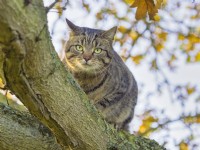 Tabby Cat - sitting in Oak tree