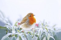 Erithacus rubecula - Robin perched on frost covered Spirea japonica with falling snow - February  