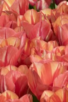 Tulipa Spryng Break mix
