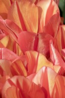 Tulipa Spryng Break mix