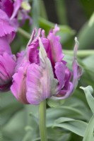 Tulipa Parrot Negrita