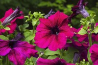 Petunia x hybrida 'Purple Wave' flowers in summer