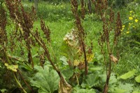 Rheum palmatum - Chinese Rhubarb with rust disease in summer