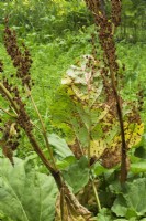 Rheum palmatum - Chinese Rhubarb with rust disease in summer