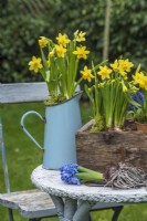 Pots of Narcissus 'Tete a tete' displayed in wooden trug and blue enamel jug on table