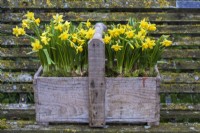 Narcissus 'Tete a tete' planted en masse in old wooden trug displayed on old bench