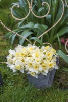 Metal bucket of white and cream cut Narcissus flowers displayed on lawn