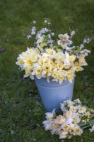 Bunches of white and yellow Narcissus with hellebores and Prunus blossom displayed in pale blue enamel bucket and on grass
