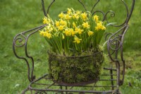 Narcissus 'Tete a tete' planted en masse in mossed rusty wire basket displayed on old metal garden seat