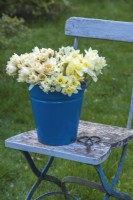 Mixed white, yellow and apricot selection of  Narcissus displayed in blue enamel bucket on wooden blue chair
