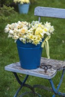 Mixed white, yellow and apricot selection of Narcissus displayed in blue enamel bucket with yellow gingham ribbon on blue wooden chair