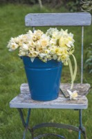 Mixed white, yellow and apricot cut Narcissus displayed in blue enamel bucket with yellow gingham ribbon on blue wooden chair