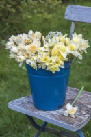 Mixed white, yellow and apricot selection of Narcissus displayed in blue enamel bucket on blue wooden chair