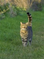Tabby Cat - walking in garden